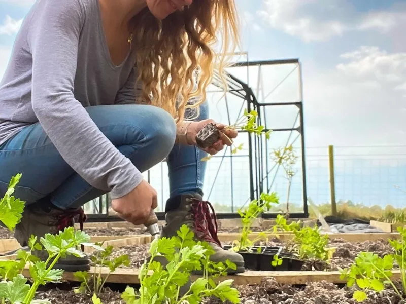 Weak Vegetable Growth - Improve Harvests With Better Soil