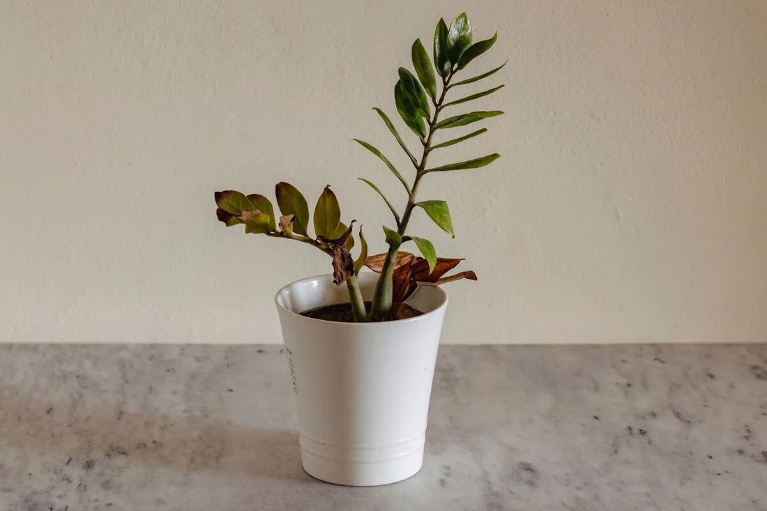 Dry Indoor Plants - Improve Watering Without Overdoing Moisture