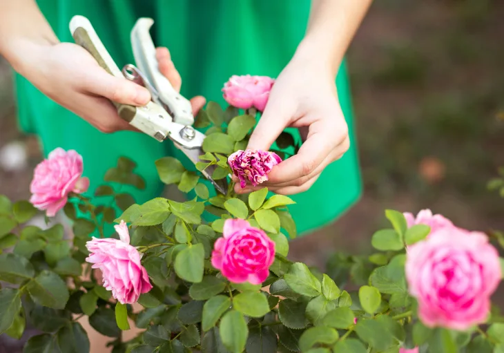 Weak Rose Blooms - Improve Feeding Pruning and Sunlight