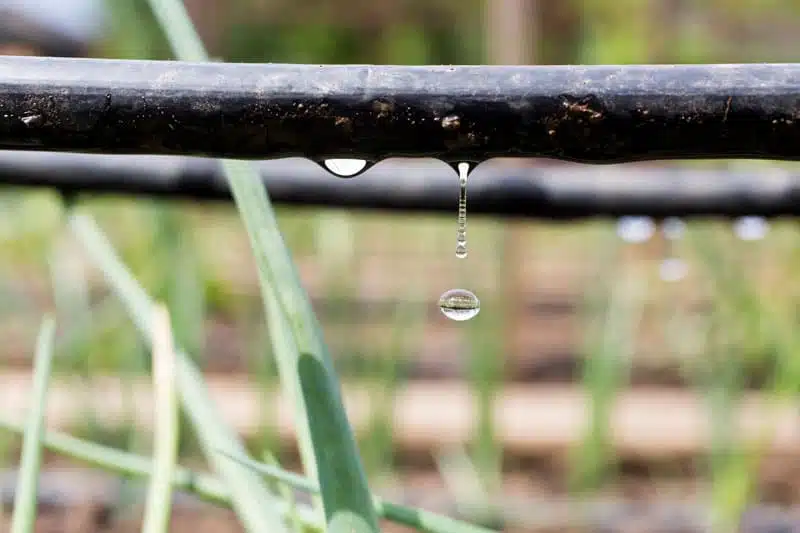 Dry Garden Soil - Retain Moisture During Hot Weather