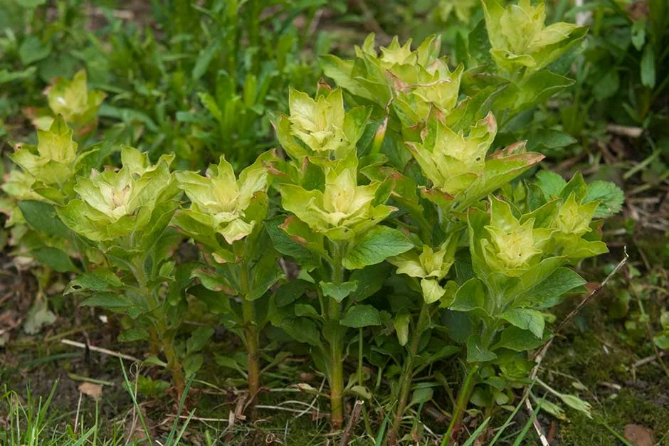 Invasive Garden Weeds - Control Growth Without Harsh Chemicals