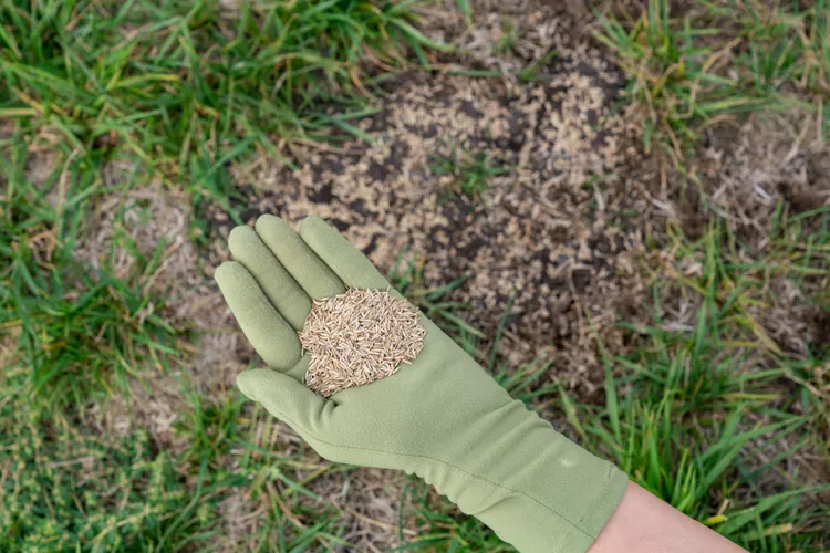 Patchy Lawn Growth - Restore Grass With Better Care