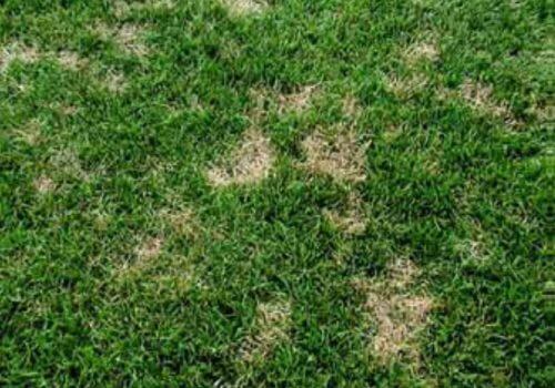 Yellow Lawn Patches - Restore Grass With Better Care