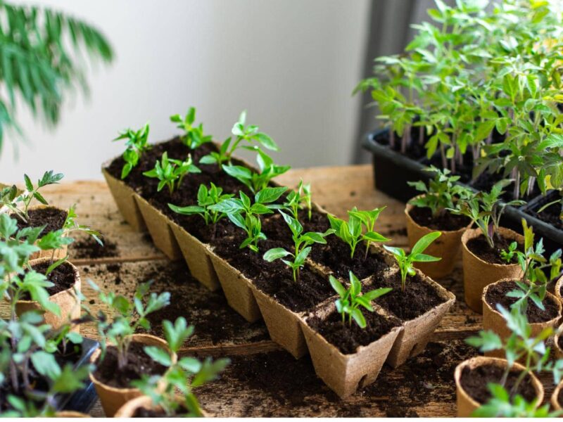 Weak Seedling Growth - Improve Light Water and Warmth