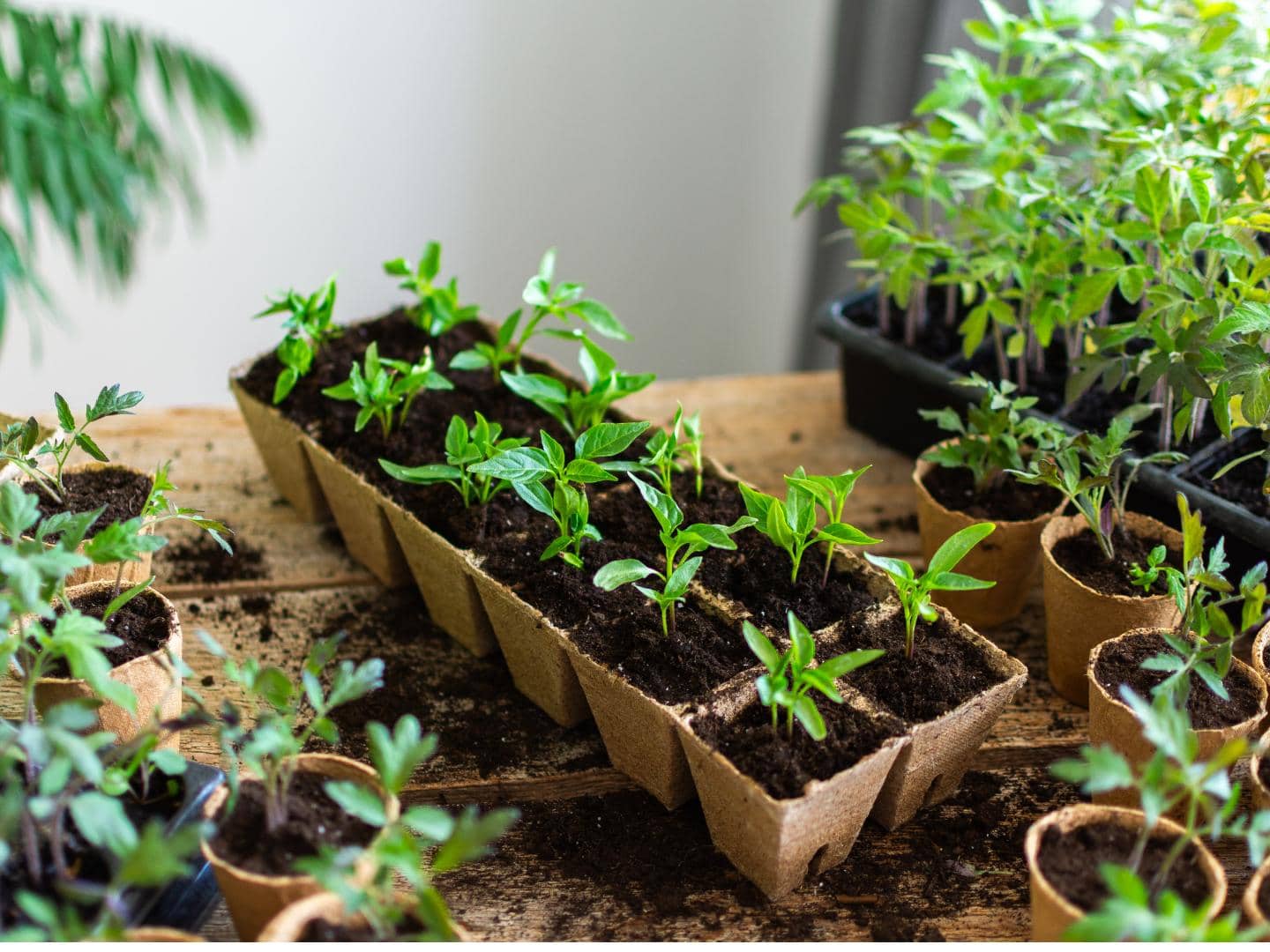 Weak Seedling Growth - Improve Light Water and Warmth