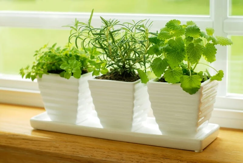 Weak Indoor Herbs - Improve Light and Drainage Conditions